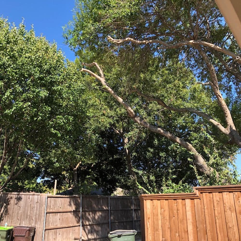 Lush green trees against a clear blue sky, with a wooden fence and garbage bins in the foreground.