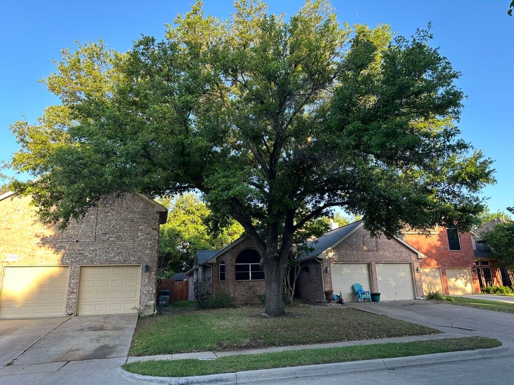 Home with a large tree in the front yard and two neighboring houses on a sunny day.