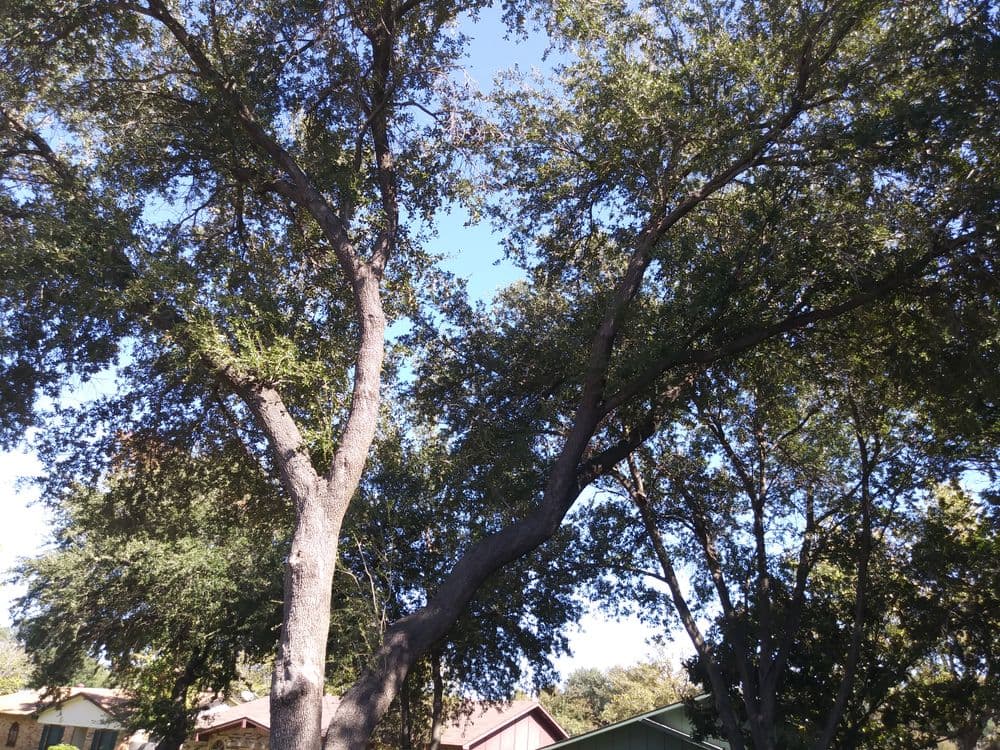 Leafy oak tree towering over suburban houses under a clear blue sky.